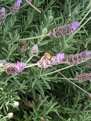 Apis mellifera