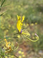 Cleome angustifolia