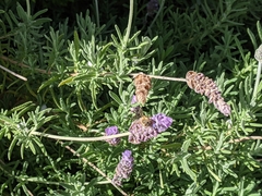 Apis mellifera
