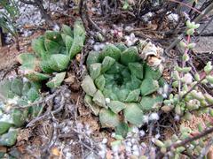 Haworthia nortieri globosiflora