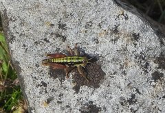 Epipodisma pedemontana