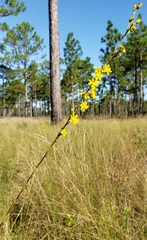 Solidago pulchra