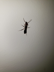Odontomachus erythrocephalus