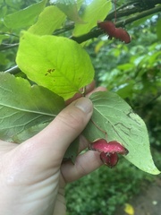 Euonymus occidentalis occidentalis