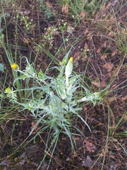Tragopogon tanaiticus