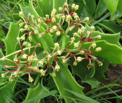 Cyphostemma quinatum