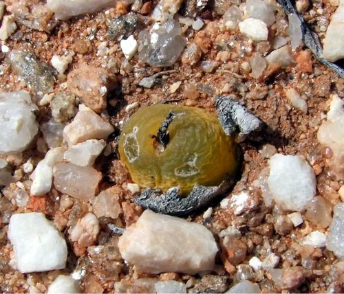 Ophthalmophyllum latum Tischer 2
