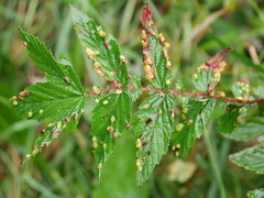 Dasineura ulmaria