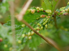 Dasineura ulmaria