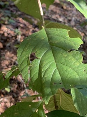 Callicarpa americana