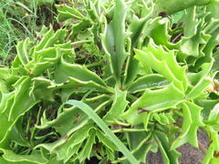 Cyphostemma quinatum