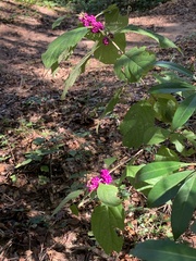 Callicarpa americana