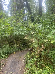 Euonymus occidentalis occidentalis