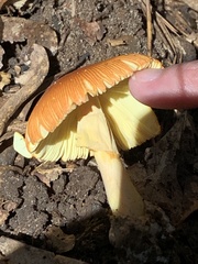 Amanita jacksonii