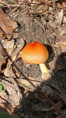 Amanita jacksonii