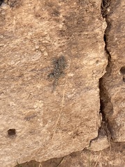Ptyodactylus puiseuxi