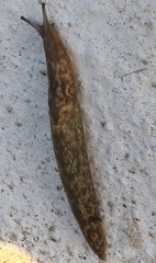 Limacus maculatus