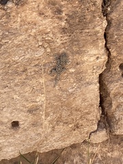 Ptyodactylus puiseuxi