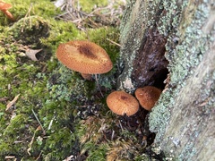 Tricholomopsis formosa