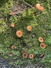 Tricholomopsis formosa