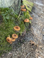 Tricholomopsis formosa