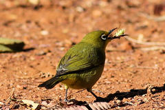 Zosterops virens virens