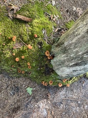 Tricholomopsis formosa