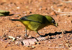 Zosterops virens virens