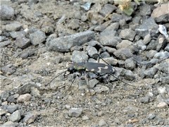 Cicindela senilis