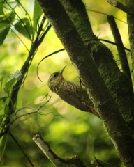 Xiphorhynchus fuscus