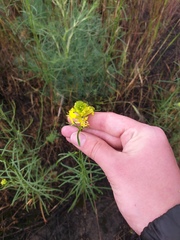Erysimum quadrangulum