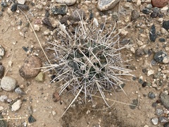 Sclerocactus cloverae