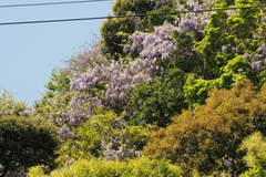 Wisteria floribunda