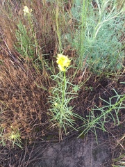 Erysimum quadrangulum