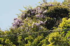 Wisteria floribunda