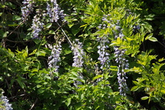 Wisteria floribunda