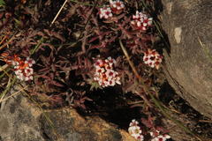 Crassula pruinosa