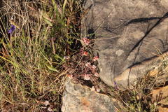 Crassula pruinosa