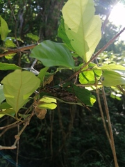 Ancistrocercus circumdatus