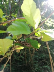 Ancistrocercus circumdatus