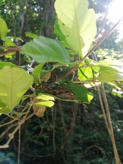 Ancistrocercus circumdatus