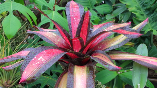 Neoregelia farinosa · iNaturalist