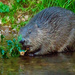 Eurasian Beaver - Photo (c) Lana Schofield, some rights reserved (CC BY-NC), uploaded by Lana Schofield