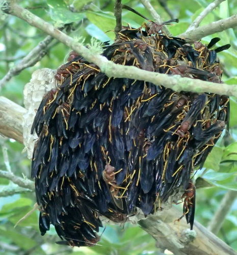 Ringed Paper Wasp photo 5