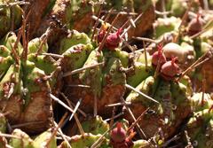 Euphorbia pulvinata