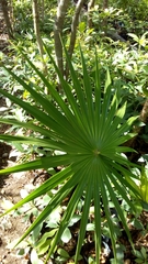 Thrinax radiata