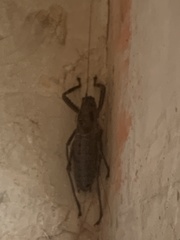 Nesoecia