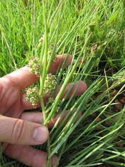 Stenostelma corniculatum
