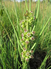 Stenostelma corniculatum