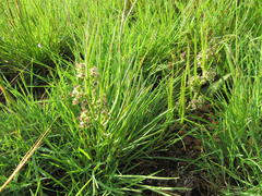 Stenostelma corniculatum